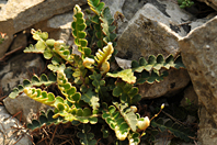 Asplenium ceterach